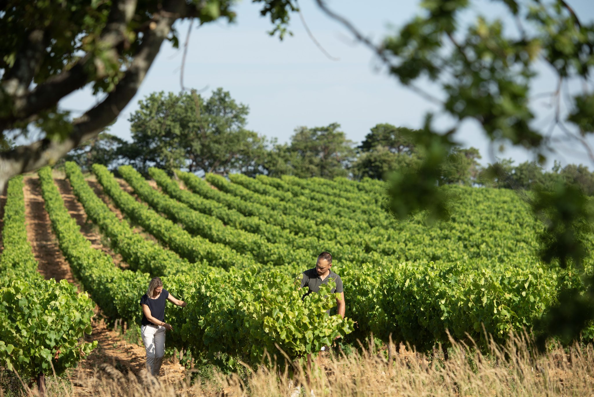 Deux vignerons dans un domaine de Union des Vignerons des Côtes du Rhône