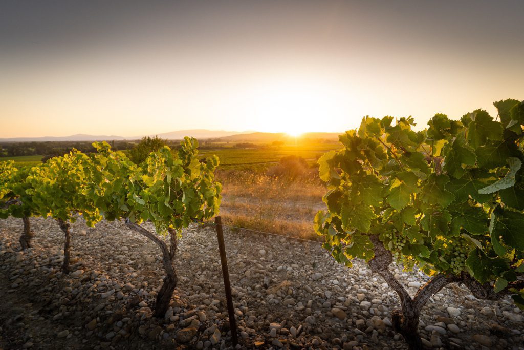 Domaine Union des Vignerons des Côtes du Rhône