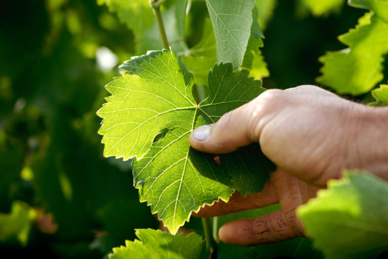 feuille de vigne dans un domaine de Unions des Vignerons des Côtes du Rhône