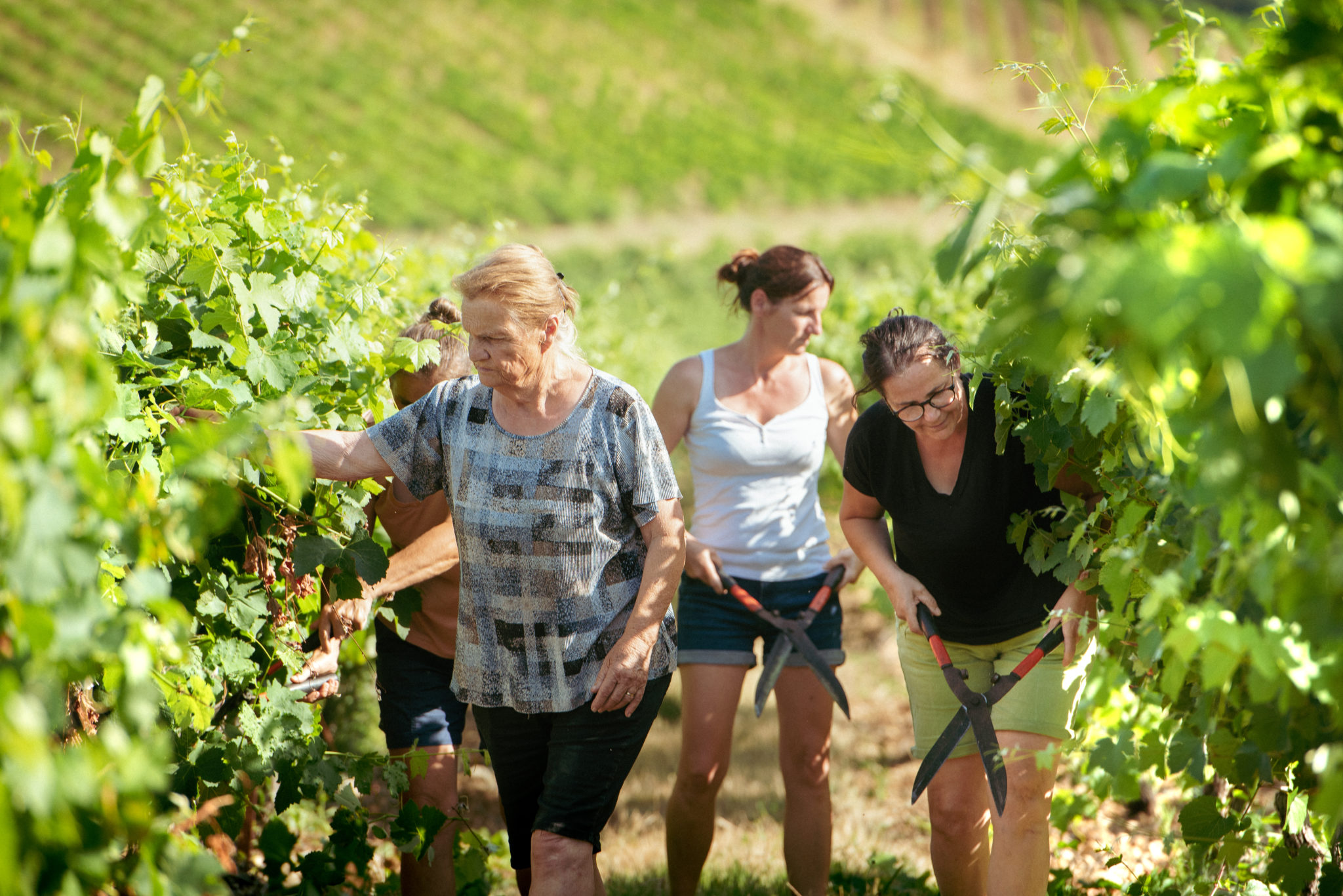 Vigneronnes dans un domaine de Union des Vignerons des Côtes du Rhône